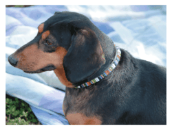 Just Fur Fun - Candy Shop Dog Collar